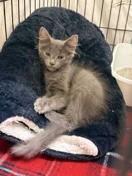 Finn -  Domestic Long Hair Cat for Adoption in Fremont, Nebraska - Finn | PetCurious