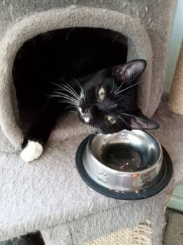 Rescue Domestic Short Hair Cats for Adoption in Westbury, New York - Loverboy Laurelton | PetCurious
