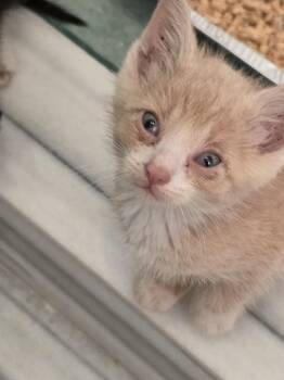 Aspen -  Domestic Medium Hair Cat for Adoption in Chicago, Illinois - Aspen | PetCurious