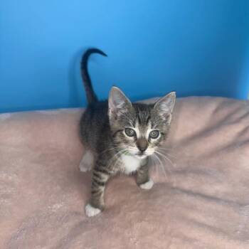 Trip -  Domestic Short Hair Cat for Adoption in San Antonio, Texas - Trip | PetCurious