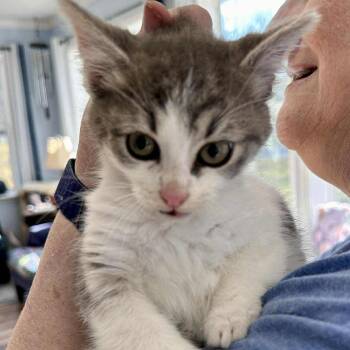 Rescue Domestic Short Hair Cats for Adoption in Woodstock, Virginia - Clark May | PetCurious