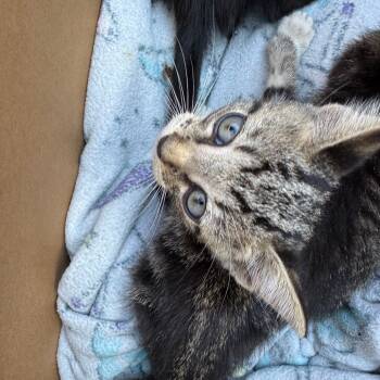 Rescue Domestic Short Hair Cats for Adoption in Lake Jackson, Texas - Rim | PetCurious