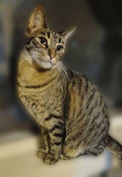 Jill -  Domestic Short Hair Cat for Adoption in Hamilton, Michigan - Jill | PetCurious