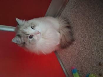 Tiffany -  Ragdoll Cat for Adoption in Lake Havasu City, Arizona - Tiffany | PetCurious