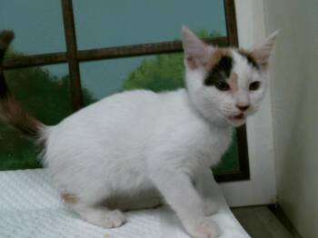 Domestic Short Hair Cats Available for Adoption in Houston, Texas - CAVIAR | PetCurious