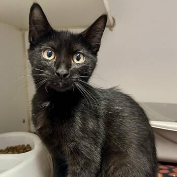 Lightning -  Domestic Short Hair Cat for Adoption in Saint Joseph, Missouri - Lightning | PetCurious