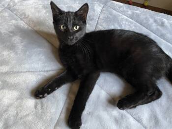 Rescue Domestic Short Hair Cats for Adoption in Scott, Louisiana - Daniel | PetCurious