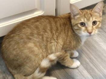 Domestic Short Hair Cats Available for Adoption in Lemoyne, Pennsylvania - Simit | PetCurious