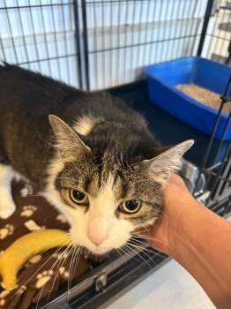 Ziva -  Domestic Short Hair Cat for Adoption in Southbury, Connecticut - Ziva | PetCurious