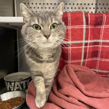 Toodles -  Domestic Short Hair Cat for Adoption in Warwick, Rhode Island - Toodles | PetCurious
