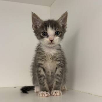 Domestic Short Hair Cats Available for Adoption in New York, New York - Pico De Gallo | PetCurious