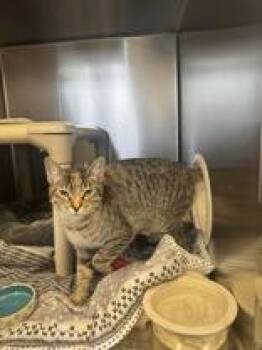 Domestic Short Hair Cats Available for Adoption in Whitby, Ontario - Spoon | PetCurious