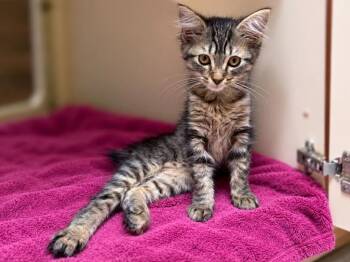 Monte Cristo -  Domestic Medium Hair Cat for Adoption in Sebastian, Florida - Monte Cristo | PetCurious