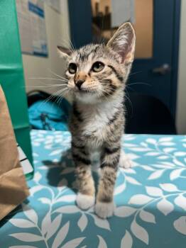 Tictac (Bonded to Aloof) -  Domestic Short Hair Cat Available for Adoption in New York, New York - Tictac (Bonded To Aloof) | PetCurious
