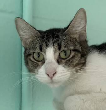 Emmie -  Domestic Short Hair Cat for Adoption in Golden, Colorado - Emmie | PetCurious