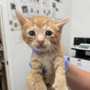Domestic Short Hair Cats Available for Adoption in Edinburg, Texas - Juan | PetCurious