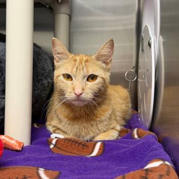 Alba -  Domestic Short Hair Cat for Adoption in Detroit Lakes, Minnesota - Alba | PetCurious