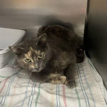 Domestic Short Hair Cats Available for Adoption - Cashmere | PetCurious