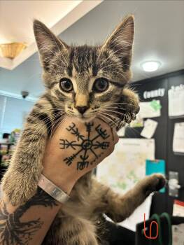 Elliott -  Domestic Short Hair Cat for Adoption in Caro, Michigan - Elliott | PetCurious