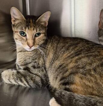 Maxine -  Domestic Short Hair Cat for Adoption in Christiansburg, Virginia - Maxine | PetCurious