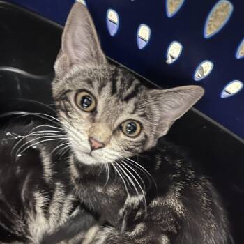 Domestic Short Hair Cats Available for Adoption in Gloucester, Virginia - Barley | PetCurious