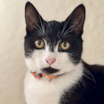 Rescue Domestic Short Hair Cats for Adoption in Winchendon, Massachusetts - Samantha | PetCurious