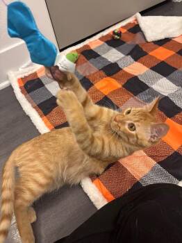 Little Foot -  Domestic Short Hair Cat for Adoption in Fort Collins, Colorado - Little Foot | PetCurious
