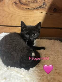 Peppermint -  Domestic Short Hair Cat for Adoption in Absecon, New Jersey - Peppermint | PetCurious