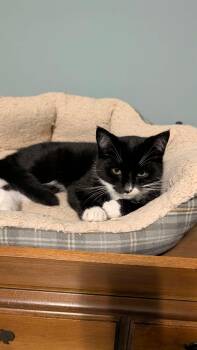 Korvo -  Domestic Medium Hair Cat for Adoption in East Lansing, Michigan - Korvo | PetCurious