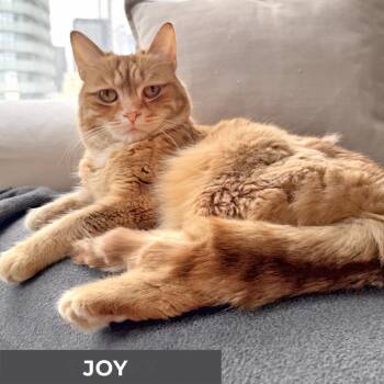 Domestic Short Hair Cats Available for Adoption - Joy | PetCurious