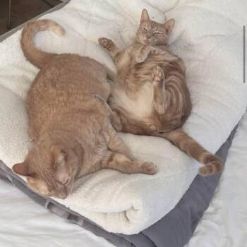 Rocky & Milo -  Domestic Short Hair and Tabby Cat for Adoption in Newark, New Jersey - Rocky & Milo | PetCurious