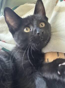 Rebekah -  Domestic Short Hair Cat for Adoption in Walled Lake, Michigan - Rebekah | PetCurious