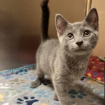 Berlioz -  Domestic Short Hair Cat for Adoption in Seven Valleys, Pennsylvania - Berlioz | PetCurious
