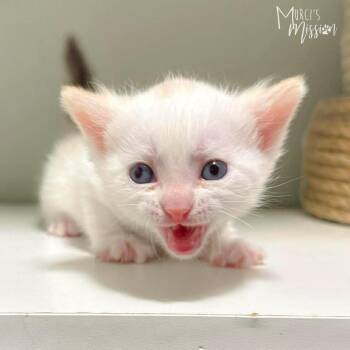 Spark -  Domestic Short Hair Cat for Adoption in Spokane, Washington - Spark | PetCurious