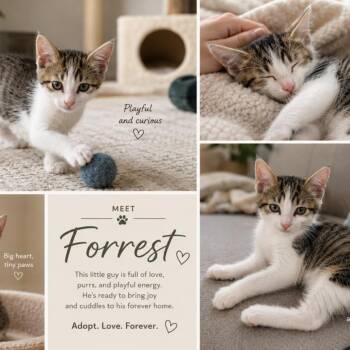 Forrest -  Domestic Short Hair Cat for Adoption in Bentonville, Arkansas - Forrest | PetCurious