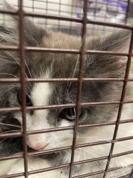 Rescue Domestic Medium Hair and Domestic Short Hair Cats for Adoption in Knoxville, Tennessee - Soda Pop | PetCurious