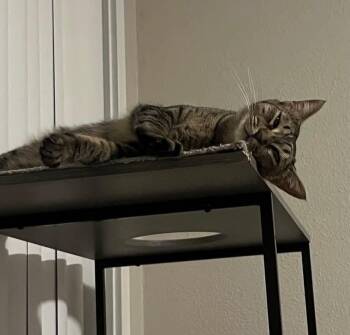Maxine -  Domestic Short Hair Cat for Adoption in Gladstone, Oregon - Maxine | PetCurious