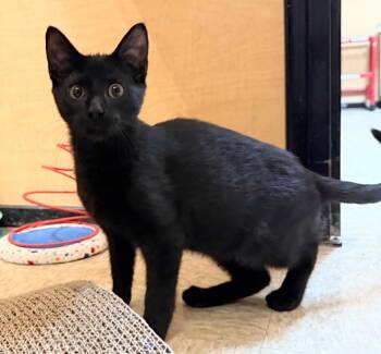 Rescue Domestic Short Hair Cats for Adoption in Farmland, Indiana - Lorcan | PetCurious