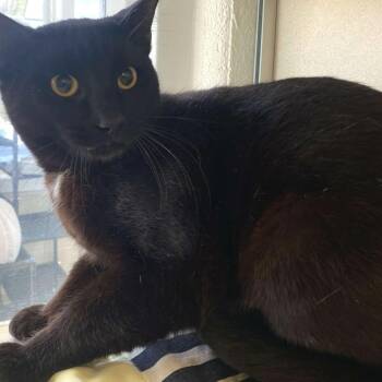 Domestic Short Hair Cats Available for Adoption - Dirty Dan | PetCurious