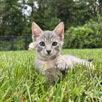Bluebell -  Domestic Short Hair Cat for Adoption in Columbus, Ohio - Bluebell | PetCurious