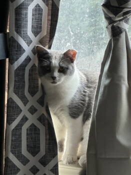 Rescue Domestic Short Hair Cats for Adoption in Ball Ground, Georgia - Sabrina | PetCurious