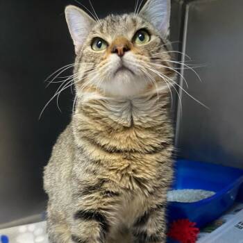 Domestic Short Hair Cats Available for Adoption in Newport, North Carolina - Friday | PetCurious