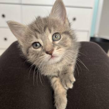 ELLIOTTE "ELLIE" -  Domestic Short Hair Cat Available for Adoption in Kenton, Delaware - ELLIOTTE "ELLIE" | PetCurious