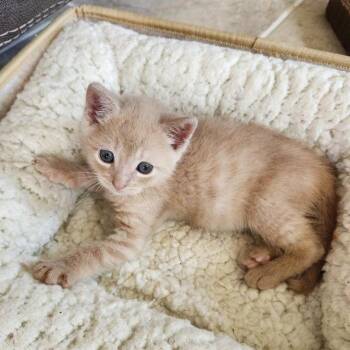 BUTTER BEAN -  Domestic Short Hair Cat for Adoption in San Antonio, Texas - BUTTER BEAN | PetCurious
