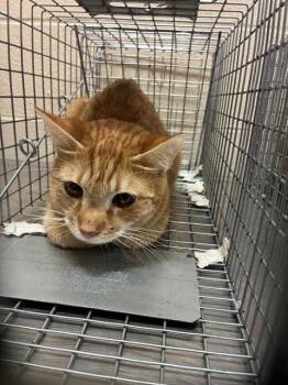 Domestic Short Hair Cats Available for Adoption - A795297 | PetCurious