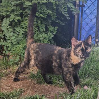 Sassypants -  Domestic Short Hair Cat for Adoption in Philadelphia, Pennsylvania - Sassypants | PetCurious