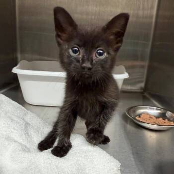 Cinderblock -  Domestic Short Hair Cat for Adoption in Morganton, North Carolina - Cinderblock | PetCurious
