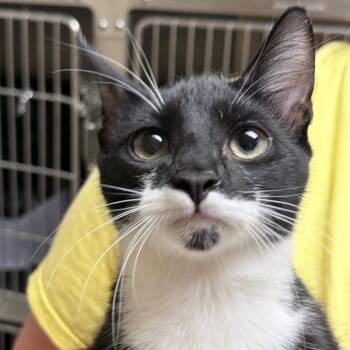 Felix -  Domestic Short Hair Cat for Adoption in Auburn, Alabama - Felix | PetCurious