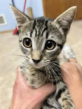 Teenie -  Domestic Short Hair Cat for Adoption in Dayton, Minnesota - Teenie | PetCurious