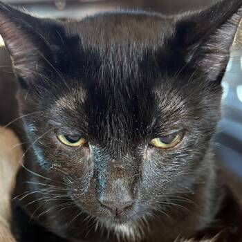 Mushu -  Domestic Short Hair Cat for Adoption in Leander, Texas - Mushu | PetCurious